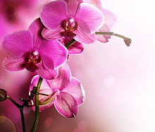 3D обои с рисунком орхидеи Design Studio 3D Цветы ORH-037